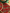 ForeverCharm - rood - Fil&Fil