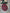 ForeverCharm - rood - Fil&Fil